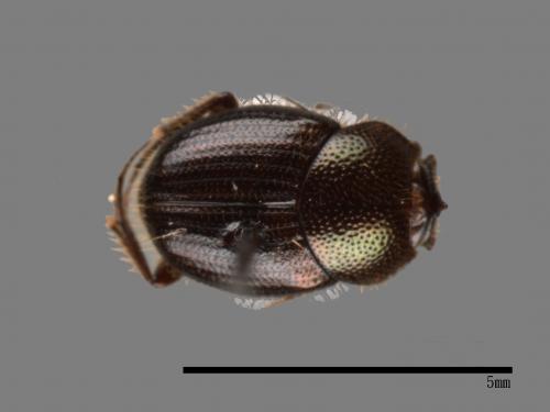 Onthophagus hsui[00043020]