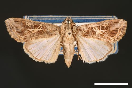 Spodoptera litura[斜紋夜蛾][00002851]