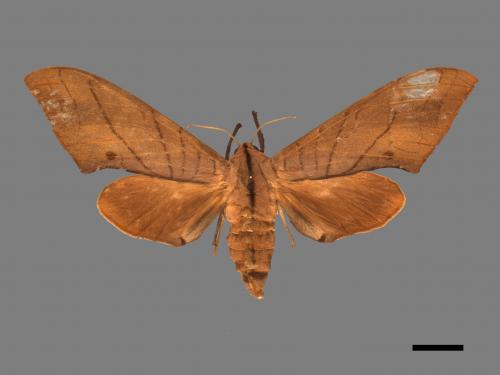 Marumba cristata bukaiana[直翅六點天蛾][00017408]