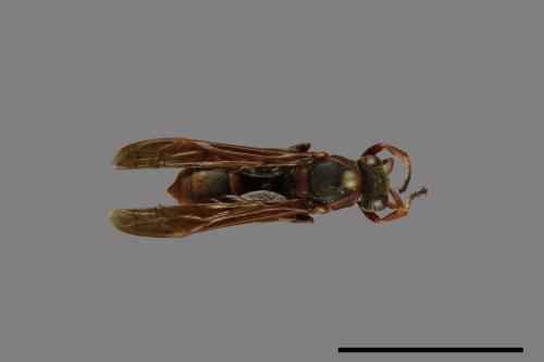 Polistes eboshinus[姬長腳蜂][00072599]