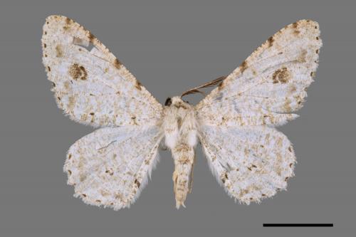 Lassaba parvalbidaria parvalbidaria[污雪雙斑尺蛾][00042181]