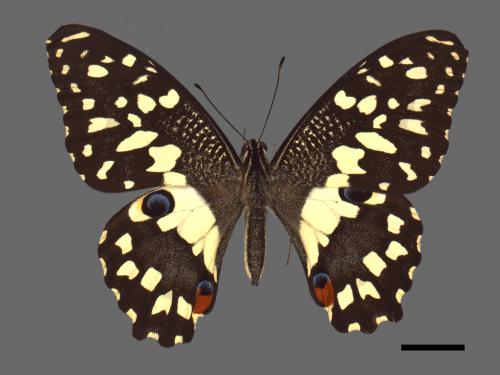 Papilio demoleus[無尾鳳蝶][00013748]