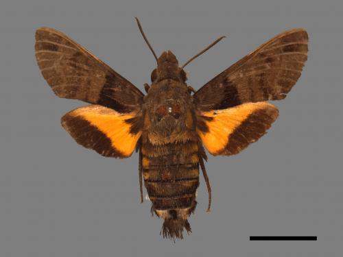 Macroglossum sitiene[膝帶長喙天蛾][00016921]