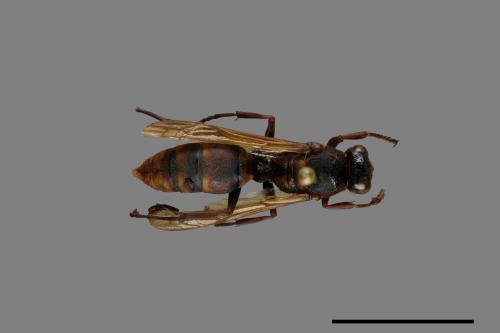 Polistes takasagonus[雙斑長腳蜂][00072803]