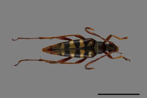 Leptura taranan[烏來花天牛][00100176]