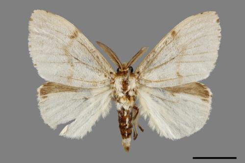 Lymantria xylina xylina[黑角舞蛾][00057411]