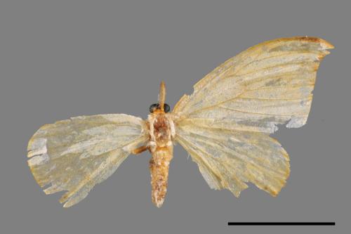 Callidrepana patrana[五倍樹鉤蛾][00038945]