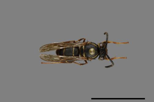 Vespula flaviceps[細黃胡蜂][00073025]