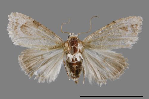 <已分類>Family：Noctuidae[夜蛾科][00011876]