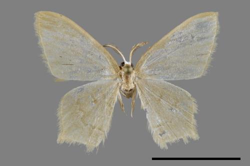 <已分類>Genus：Maxates[00091333]