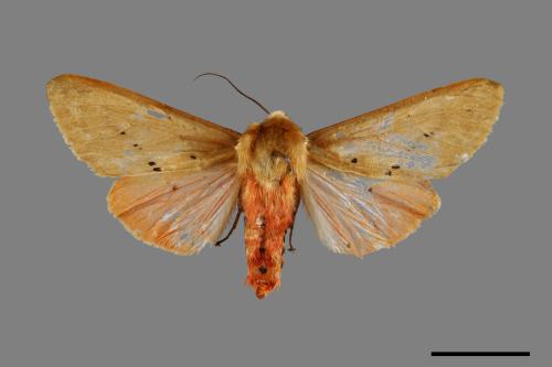 Spilarctia wilemani[褐赭污燈蛾][00071353]