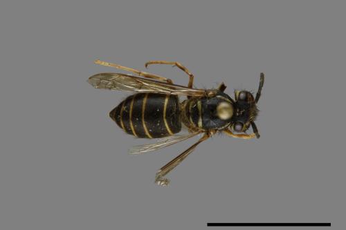 Vespula flaviceps[細黃胡蜂][00073399]