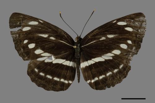 Neptis nata lutatia[臺灣三線蝶][00101179]