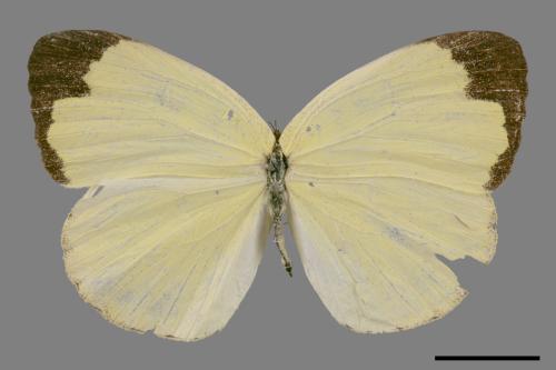 Eurema blanda arsakia[臺灣黃蝶][00013972]