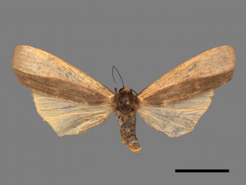 Agylla divisa[梯雙分華苔蛾][00052388]
