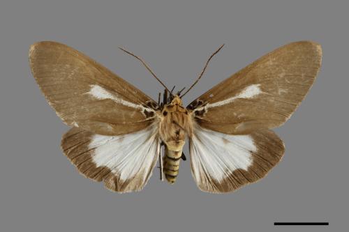Asota plana lacteata[長斑擬燈蛾][00071078]