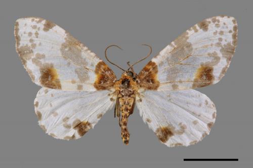 <已分類>Genus：Abraxas[00038285]