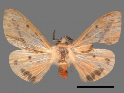 Lemyra fallaciosa[黃褐污燈蛾][00018587]