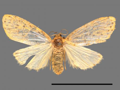 Asura alikangiae[關山豔苔蛾][00047864]