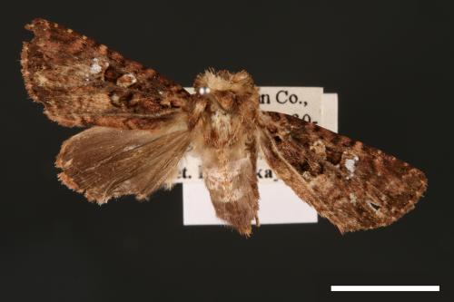 Feliniopsis tripunctata[00002225]