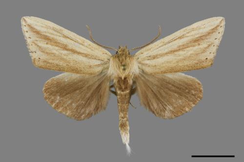 <已分類>Order：Lepidoptera[鱗翅目][00119821]