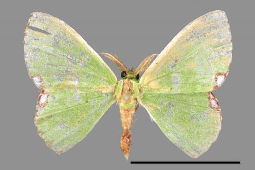 Comibaena procumbaria[白腎紋綠尺蛾][00047420]