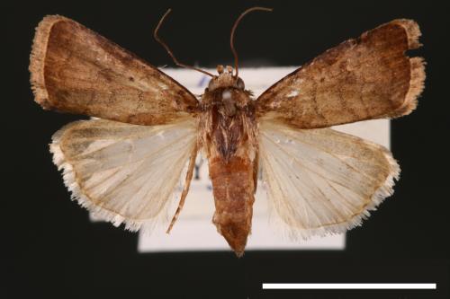Athetis cognata[00003195]