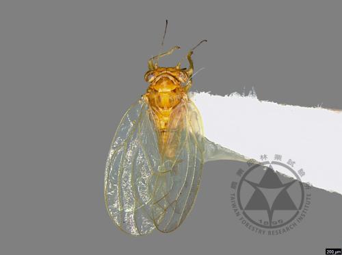 <已分類>Family：Psyllidae[木蝨科][00076764]