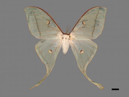 Actias selene ningpoana[長尾水青蛾][00016336]