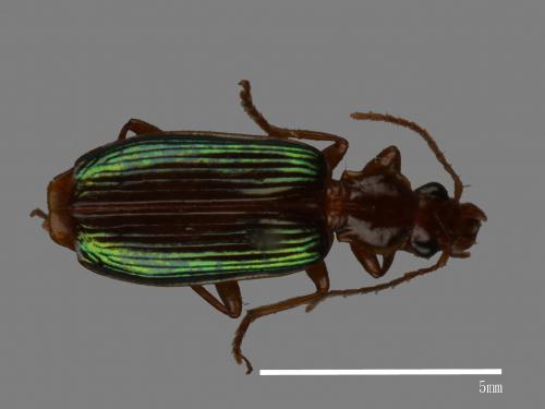 <已分類>Family：Carabidae[步行蟲科][00050126]