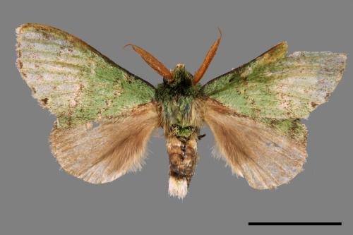 Stauropus takamukuana[綠蟻舟蛾][00045700]