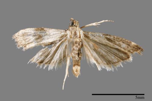<已分類>Family：Crambidae[草螟科][00024133]
