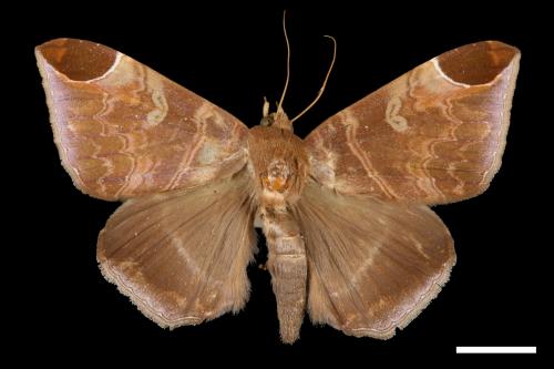 Dysgonia illibata[00028386]