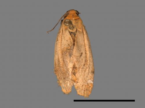 Eilema usuguronis[黃邊土苔蛾][00036559]