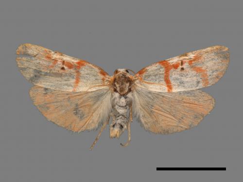 Cyana hamata[優雪苔蛾][00044577]