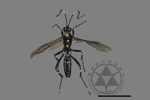 <已分類>Family：Ichneumonidae[姬蜂科][00105950]