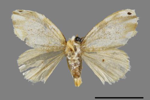 Euproctis kanshireia[00047337]