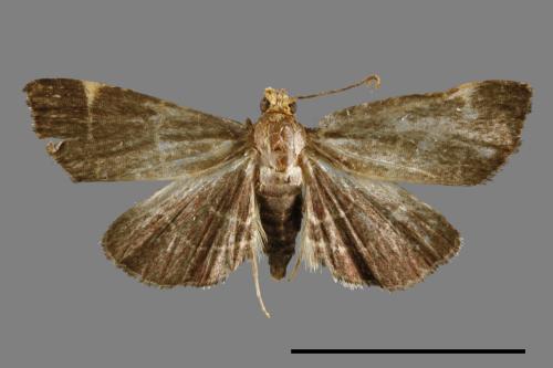 <已分類>Genus：Herculia[00066807]