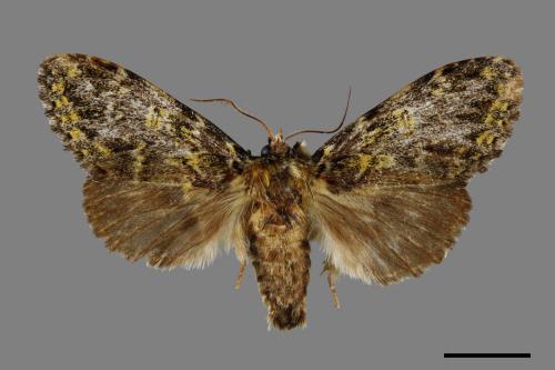 Pseudosomera noctuiformis[00020224]