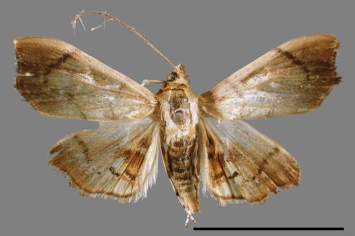 <已分類>Family：Crambidae[草螟科][00047026]