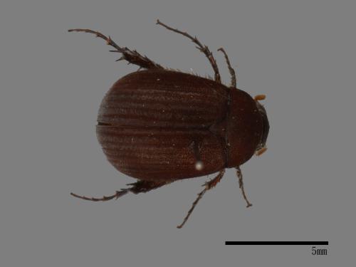 <已分類>Family：Scarabaeidae[金龜子科][00026300]