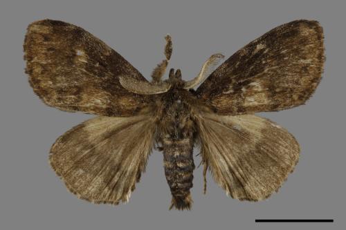 Ilema kosemponica[甲仙毒蛾][00039355]