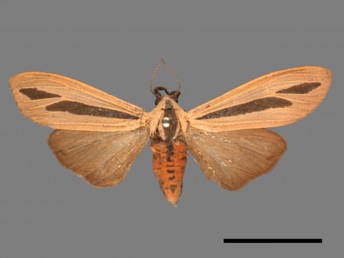 Creatonotos gangis[黑條灰燈蛾][00018788]