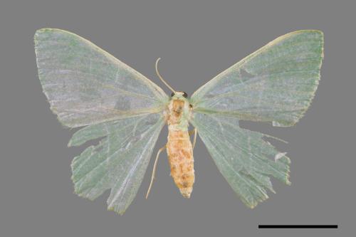 Pelagodes subquadrarius[樟青尺蛾][00019972]