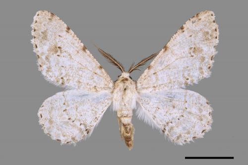 Lassaba parvalbidaria parvalbidaria[污雪雙斑尺蛾][00044387]
