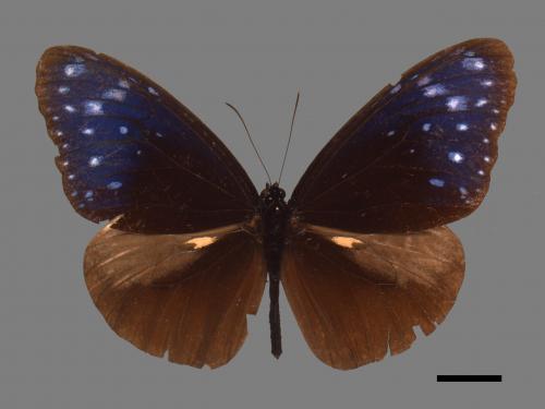 Euploea mulciber barsine[端紫斑蝶][00061518]