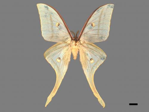 Actias selene ningpoana[長尾水青蛾][00016346]