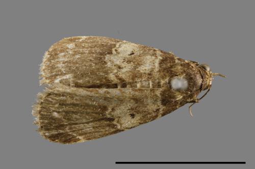 <已分類>Family：Noctuidae[夜蛾科][00010656]