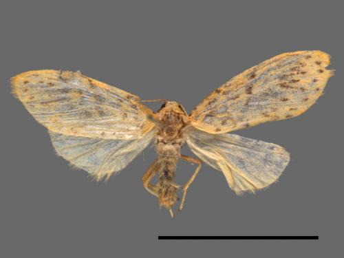 Asura alikangiae[關山豔苔蛾][00038328]