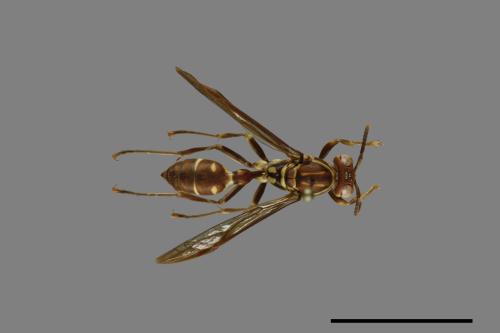 Parapolybia nodosa[叉胸異腹胡蜂][00081238]